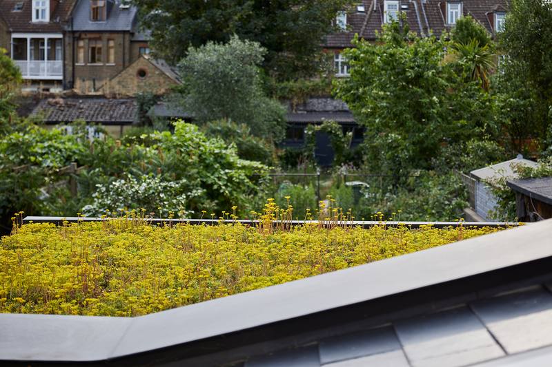 Sedum roof
